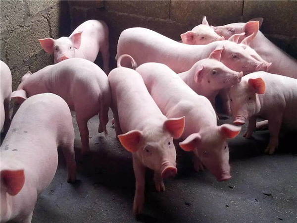 2022年生猪出栏量预计达到7.05亿头