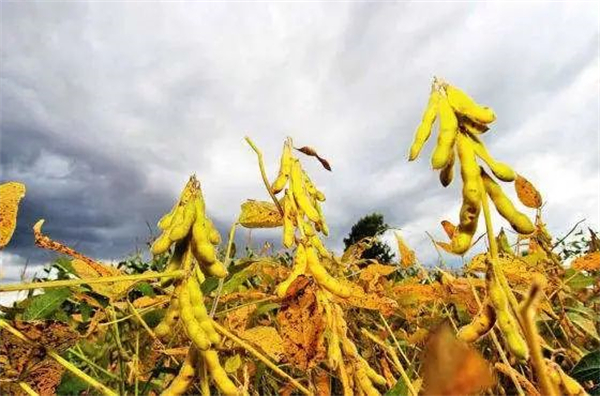 罕见：美大豆播种面积超过玉米，而乌克兰春播面积却增加10%