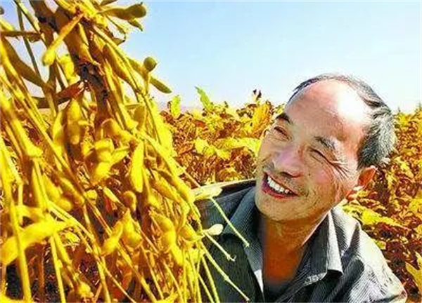 中国引以为傲5000年的大豆产业，被美国用3年击溃！摆脱进口依赖，看中国如何反击？