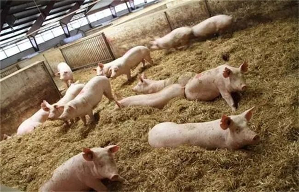 猪胃溃疡多见于50公斤以上生长迅速的猪