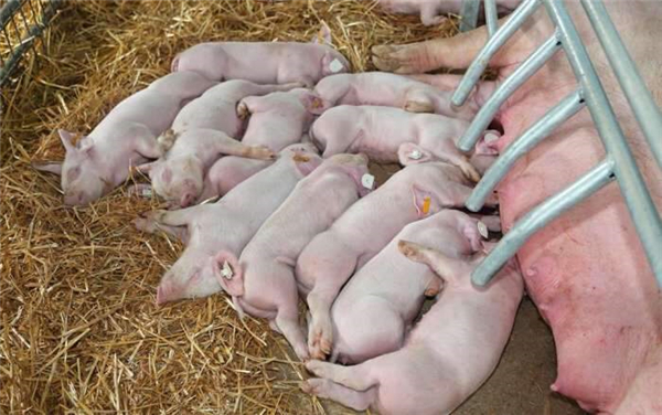 04月02日：全国农产品批发市场猪肉平均价格为18.07元/公斤