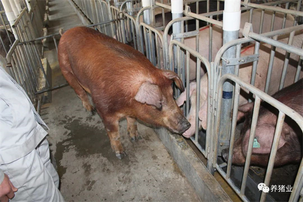 头均亏损逾200元 生猪养殖行业一季度在困境中挣扎