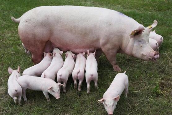 头均亏损逾200元 生猪行业一季度在困境中挣扎