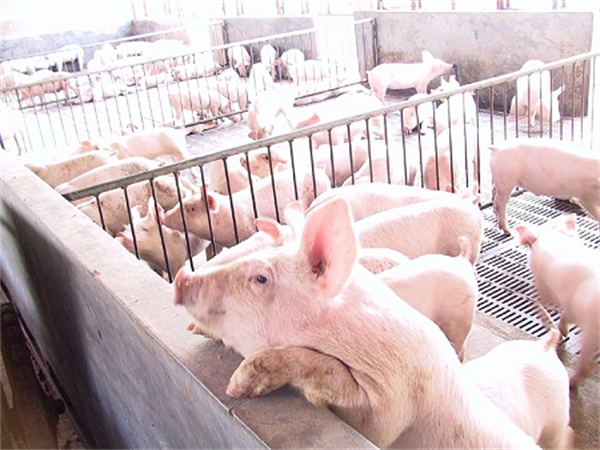 04月06日：全国农产品批发市场猪肉平均价格为18.29元/公斤