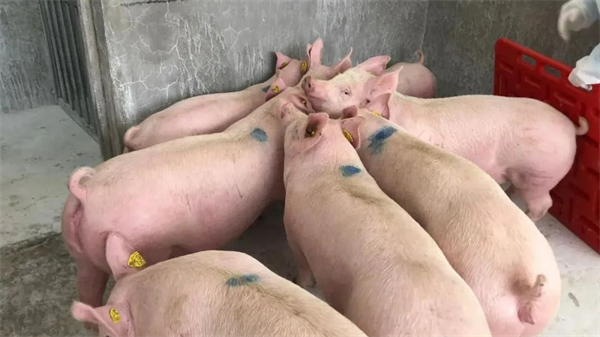 养殖大户都在等下一个猪周期 产能加速度并不容易！