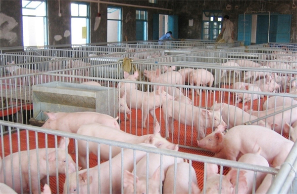 困扰猪场的产房仔猪腹泻问题大揭秘