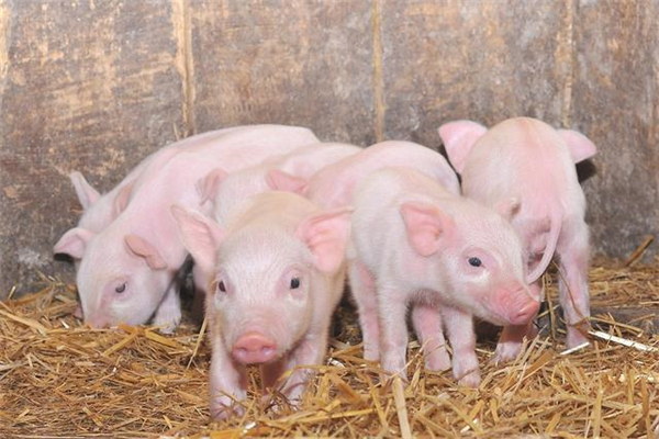  广东省：保证年出栏生猪3300万头以上，能繁母猪稳定在191万头左右