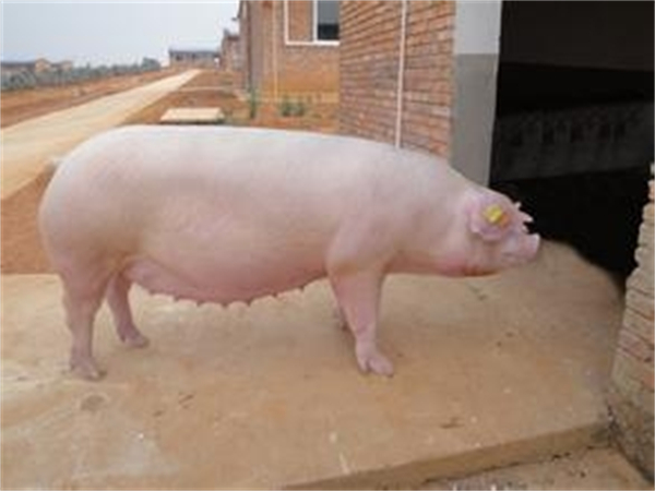 年内第四批中央储备冻猪肉收储要来 本周猪价已拉升......