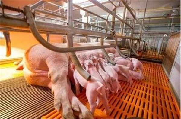 04月07日：全国农产品批发市场猪肉平均价格为18.29元/公斤