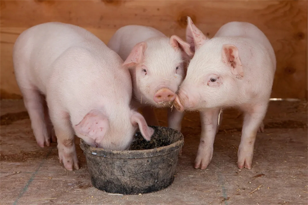 预计2022年猪肉产量和猪肉供给仍将会小幅增长！