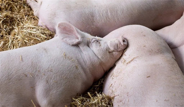 04月11日：全国农产品批发市场猪肉平均价格为17.83元/公斤