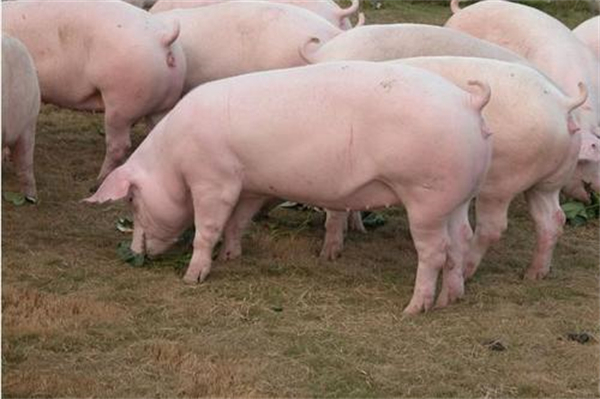 04月08日：全国农产品批发市场猪肉平均价格为18.22元/公斤