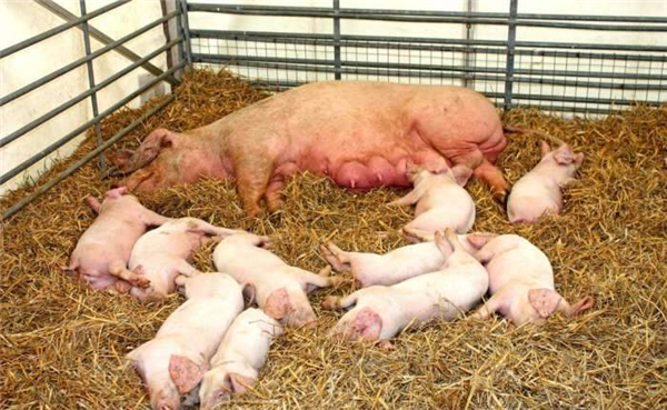 巨头盲目扩张？猪肉消费锐减1000万吨！有券商对今年猪市很悲观称猪周期不会有拐点！