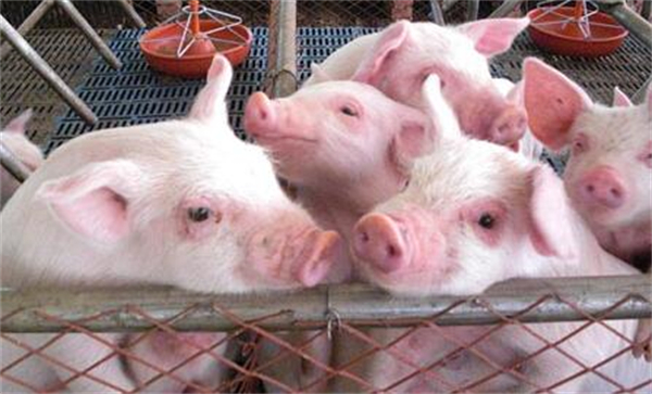 行业周报：猪企3月出栏实现正增长，高成本压力下，产能淘汰或加速！