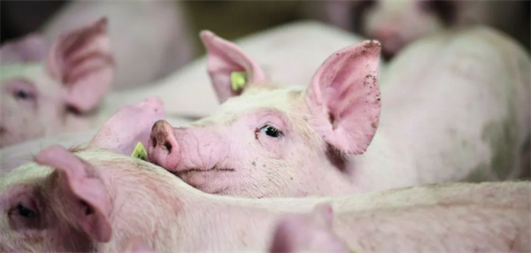  英国养猪产业陷入巨亏，成本飙升至16.6元/kg以上，头均出栏亏损高达506元