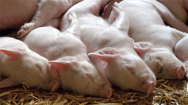 猪肉价格暴跌41.4%！猪企集体亏损，猪市何时反转？