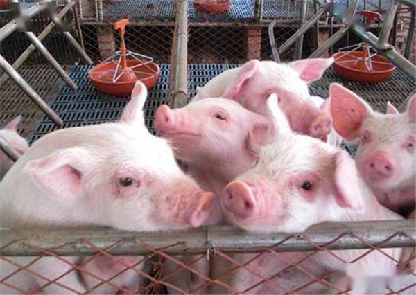 如今猪市持续下跌，国家收储能否挽救？