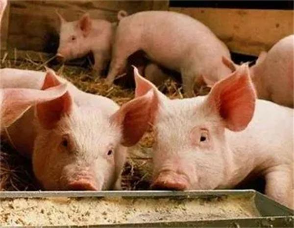 能繁母猪存栏量充足 猪价涨幅有限的基调已被奠定