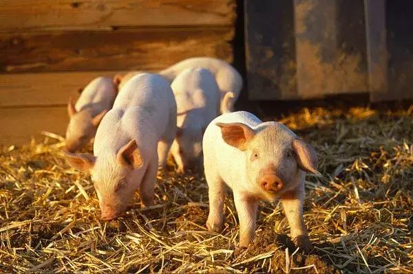04月13日：全国农产品批发市场猪肉平均价格为17.88元/公斤
