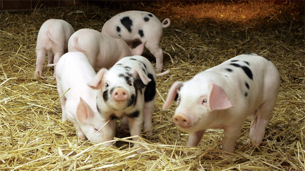04月12日：全国农产品批发市场猪肉平均价格为18.07元/公斤