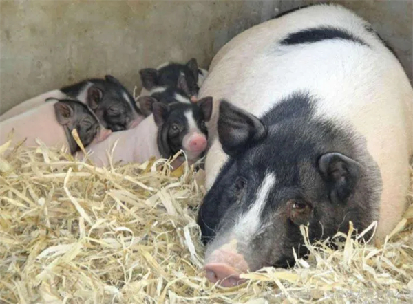 母猪管理 | 繁殖异常后备母猪处理措施