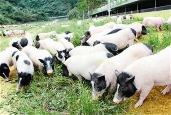 南京市出台生猪保供稳价一揽子措施！首次建立生猪产能调控机制