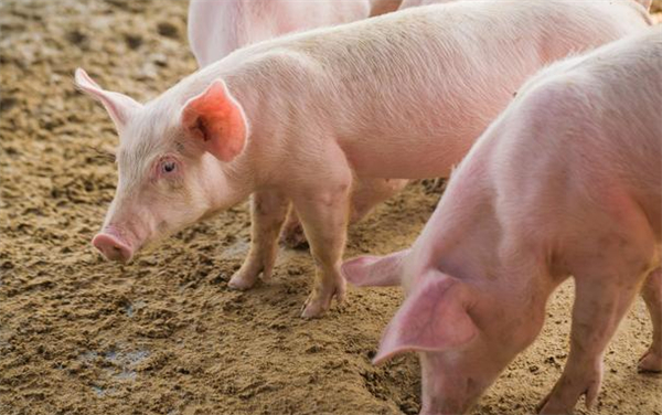 德国猪肉被限制出口 铁杆兄弟传来喜讯：多家肉企获得中方门票