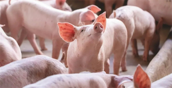 为什么英国会有两个猪价，其中又有啥关联？