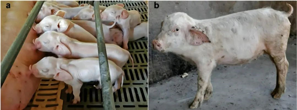 巴西南部仔猪一种推测与 PCV3 相关的疾病