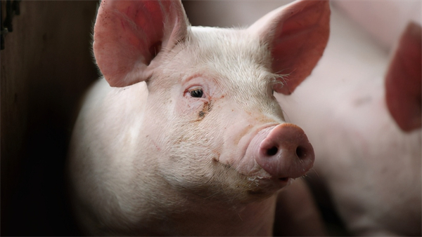 当前种猪育种中直接影响到经济效益的四个关键点