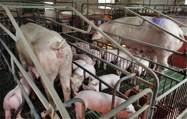 母猪管理 | 母猪二胎综合征原因分析