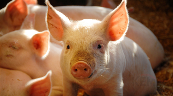 04月24日：全国农产品批发市场猪肉平均价格为19.02元/公斤