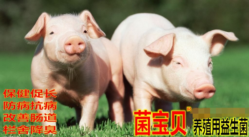 养猪如何减少肠道疾病防止拉稀