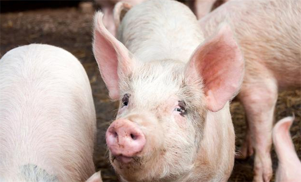 04月26日：全国农产品批发市场猪肉平均价格为19.65元/公斤