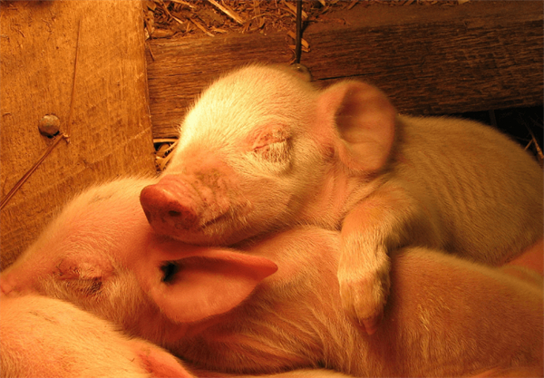  母猪产仔率提高了，是时候考虑提高仔猪成活率了！