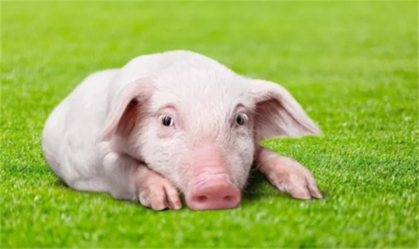  美国市场生猪数量继续低于去年同期，猪肉出口下降了21%