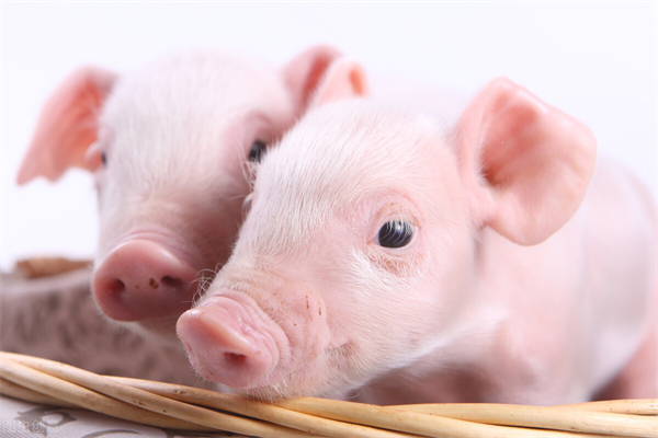  后备母猪不发情的原因有哪些？如何对症下药？