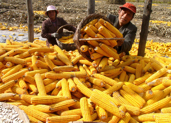 粮价暴涨37%，乌克兰1300万吨玉米无法出港！美国却阻扰停战，危害我国养殖业！