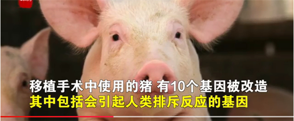 最新消息！首例“猪心移植”失败原因竟是猪心脏携带病毒？
