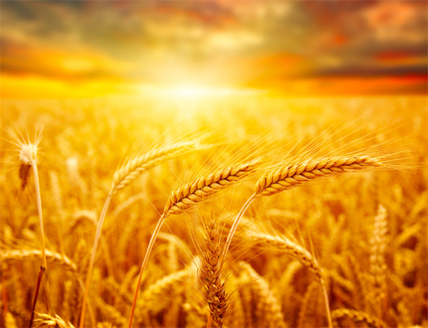 小麦出口要降？美国多地播种延迟，麦价又涨了