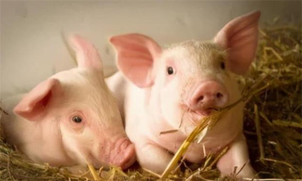 05月06日：全国农产品批发市场猪肉平均价格为20.07元/公斤