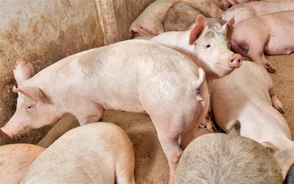 05月05日：全国农产品批发市场猪肉平均价格为20.14元/公斤
