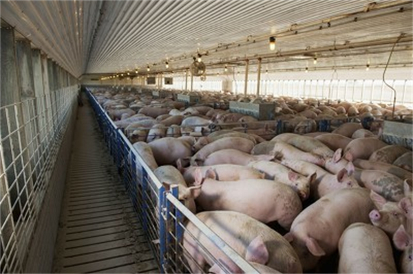  市场的猪依旧不少，需谨慎看待猪价弹性，当下补栏要核算成本！