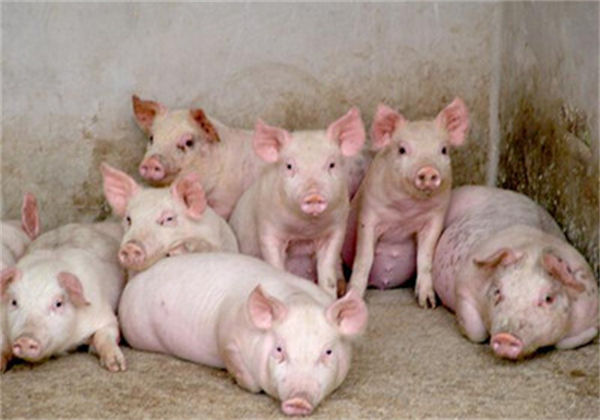 非洲猪瘟对养猪业打击依旧是毁灭性的，绝不能掉以轻心！