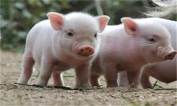 04月29日：全国农产品批发市场猪肉平均价格为19.79元/公斤