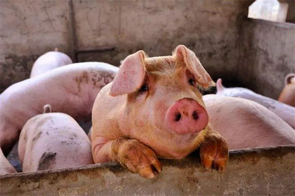 本轮“猪周期”的生猪价格最高可达25元/公斤？