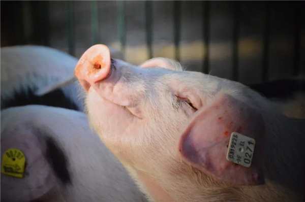 90%猪场都存在圆环病毒感染，正确的疫苗免疫时间段是什么时候？
