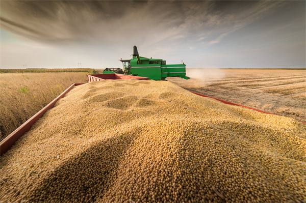 “大粮仓”印度禁止小麦出口，即刻生效！