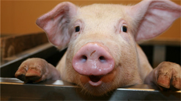  小苏打在养猪生产中有哪些作用？