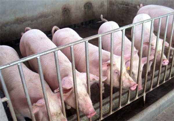 你猪场的光照达标了吗？光照在养猪生产中有哪些意义？